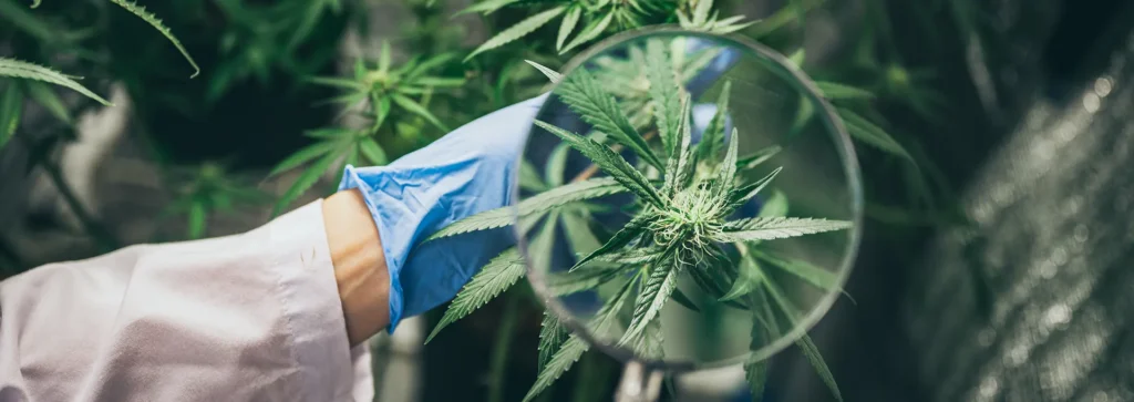 Découvrons les mystères du CBD