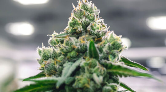 Tete de fleur de CBD au premier plan dans une plantation en intérieur