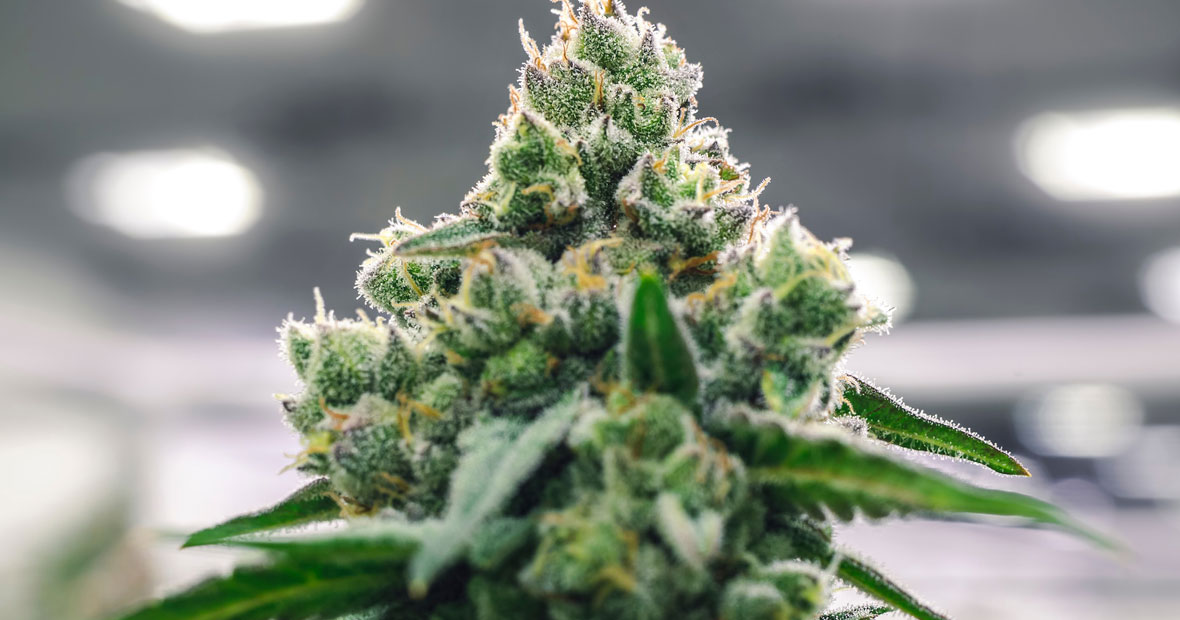 Tete de fleur de CBD au premier plan dans une plantation en intérieur